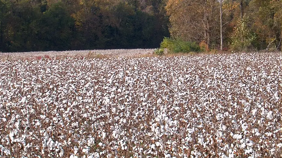 Open cotton bolls in a North Carolina field at harvest time, with autumn trees behind. Context photo, not the product.