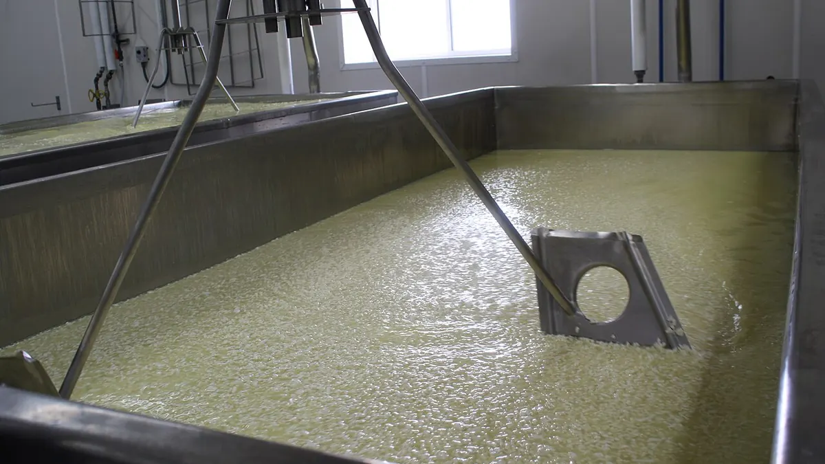 Curds forming in a large stainless steel cheese-making vat